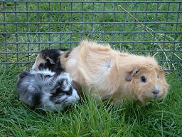 Both of Honey’s offspring are tufty. One is a weave of whites, greys and blacks. The other is mostly black with paths of cream and white.