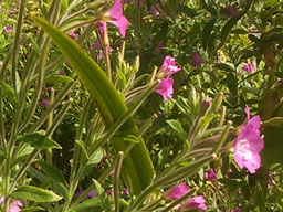 Close-up looking through tall grasses with pink flowers, towards the sunny sky.